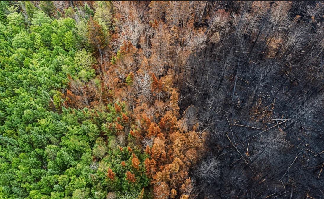 Aerial view of a forested landscape with a visible burn boundary